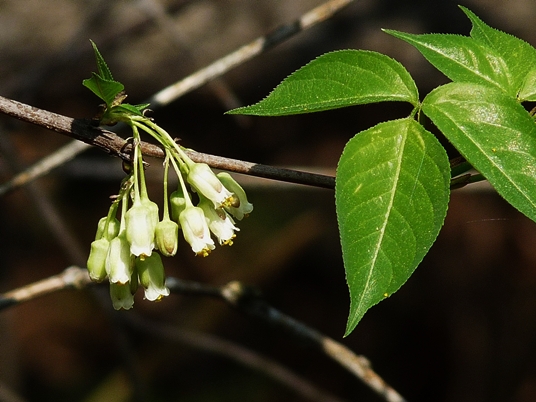 {Staphylea trifolia}